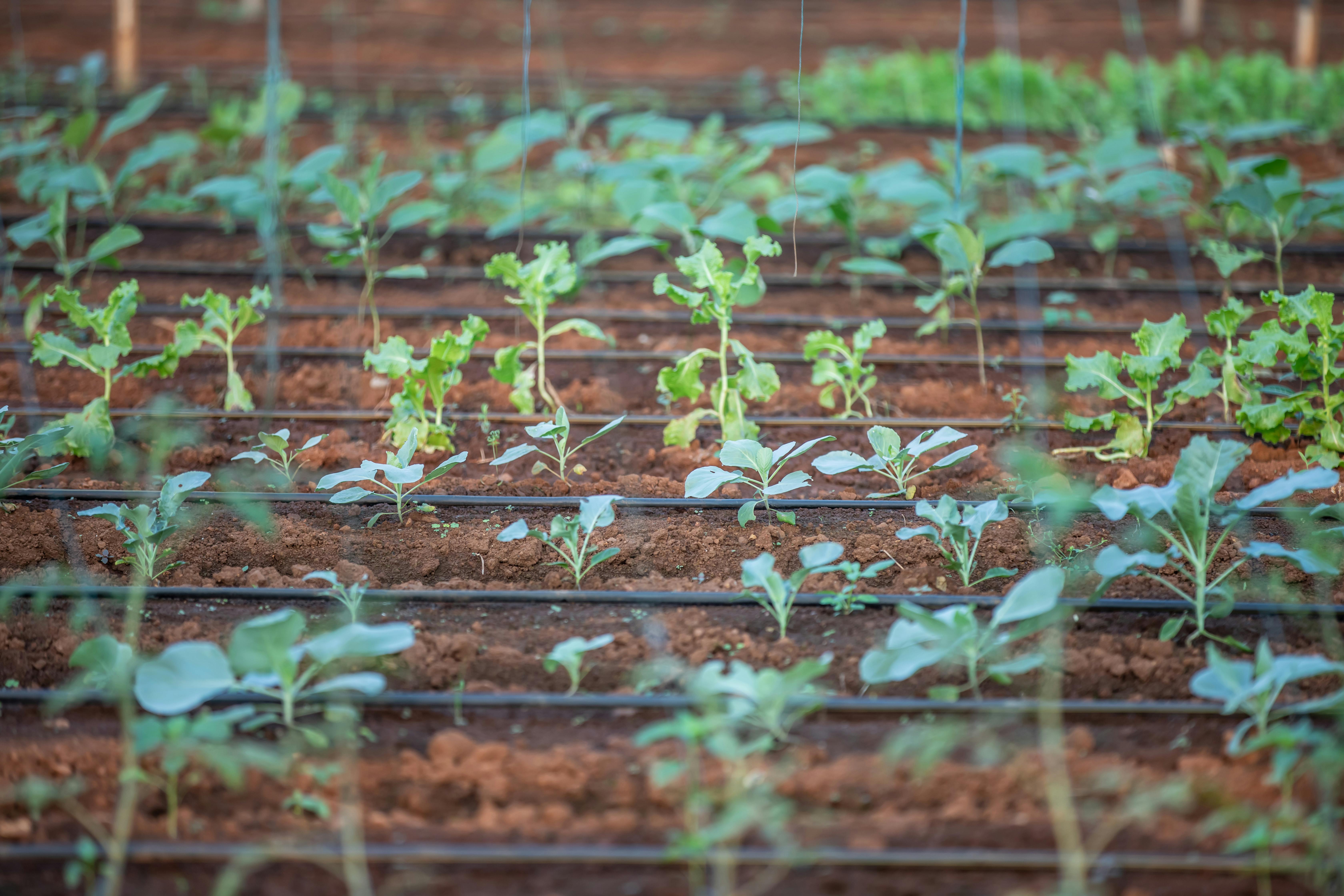 AGRICULTURAL